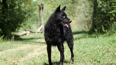 Hrvatski ovčar postao nematerijalno kulturno dobro