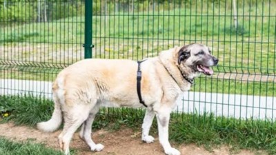 Pas kangal rastrgao muškarca, susjedi svjedočili drami