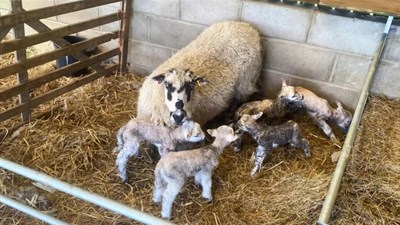 Ovca ojanjila petero janjadi