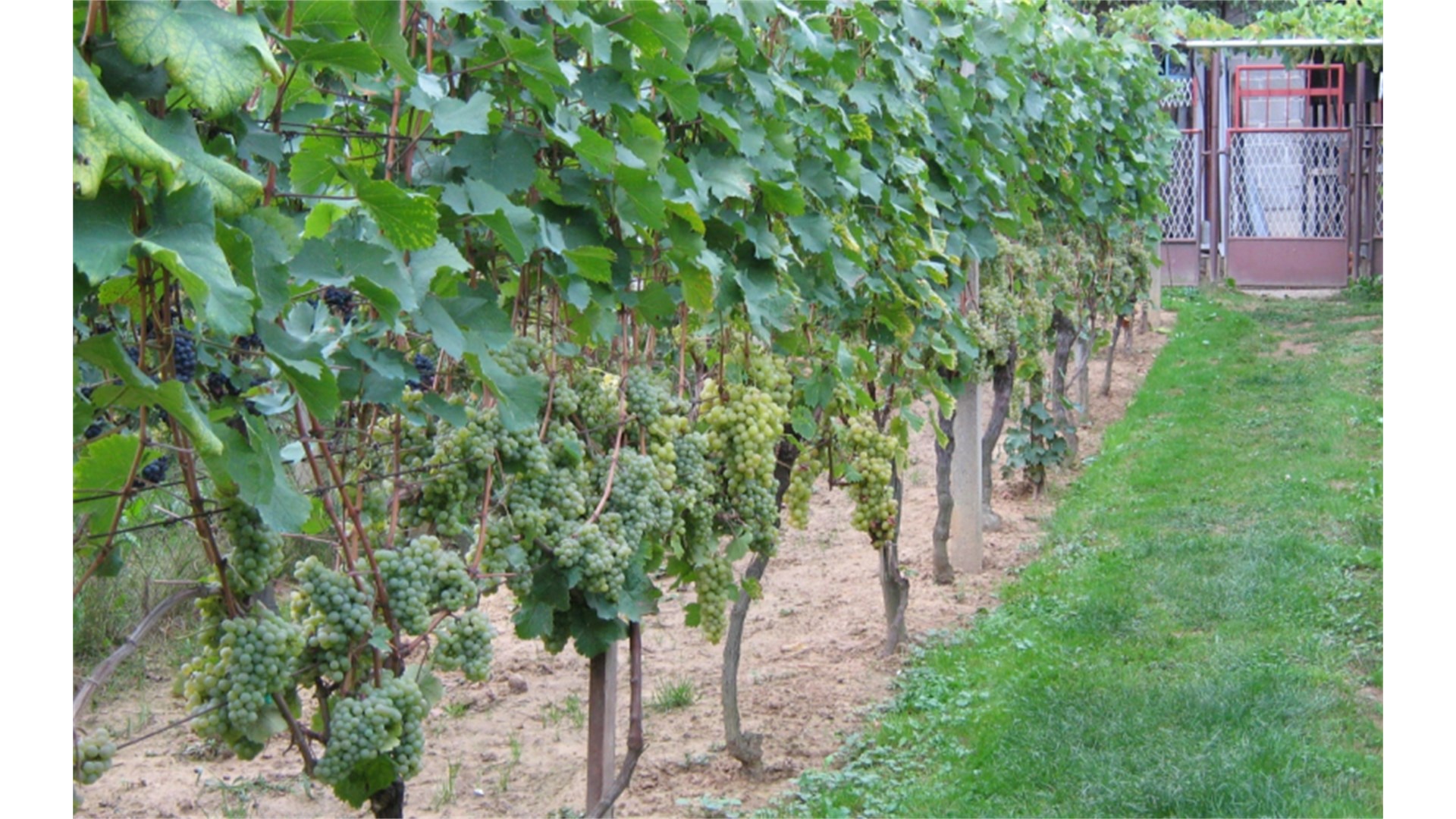 Preporuka vinogradarima - Zaštitite vinograde od plamenjače
