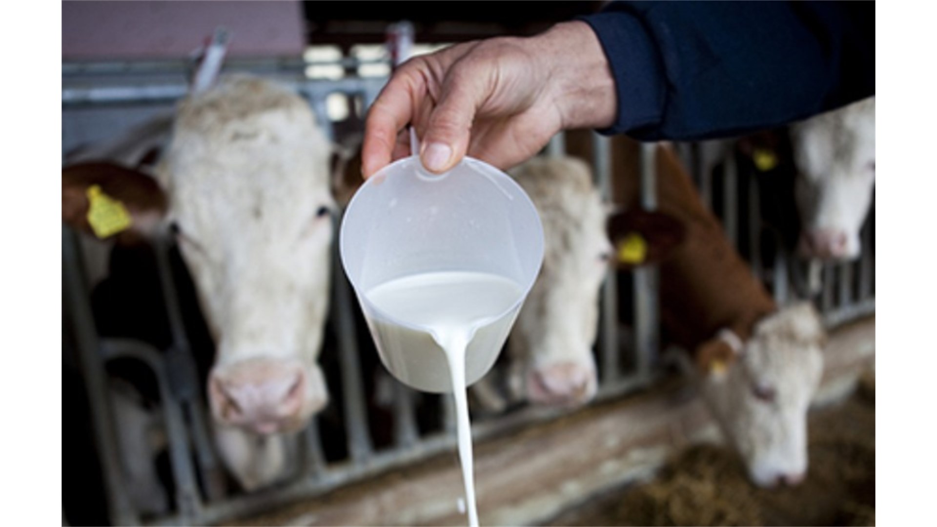 Zbog previše uvoznog mlijeka, poljoprivrednici bi mogli na ulice