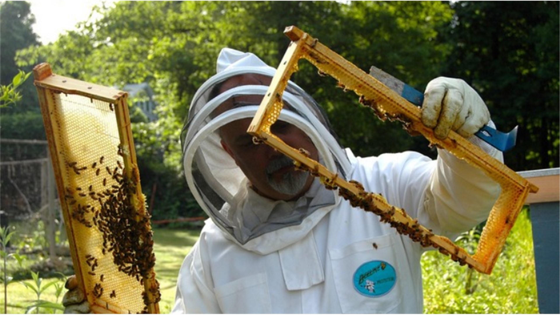Tri stvari u pčelarstvu koje su ostale iste – i pet koje su se zauvijek promijenile