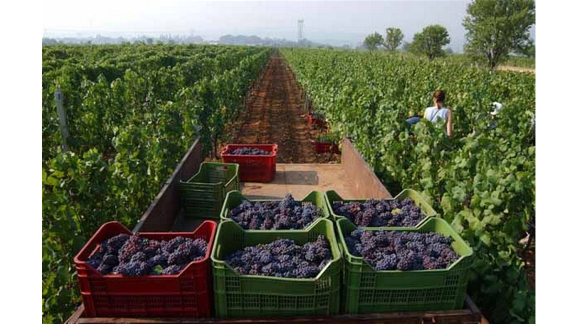 Vinogradari traže radnike za berbu, evo koliko možete zaraditi
