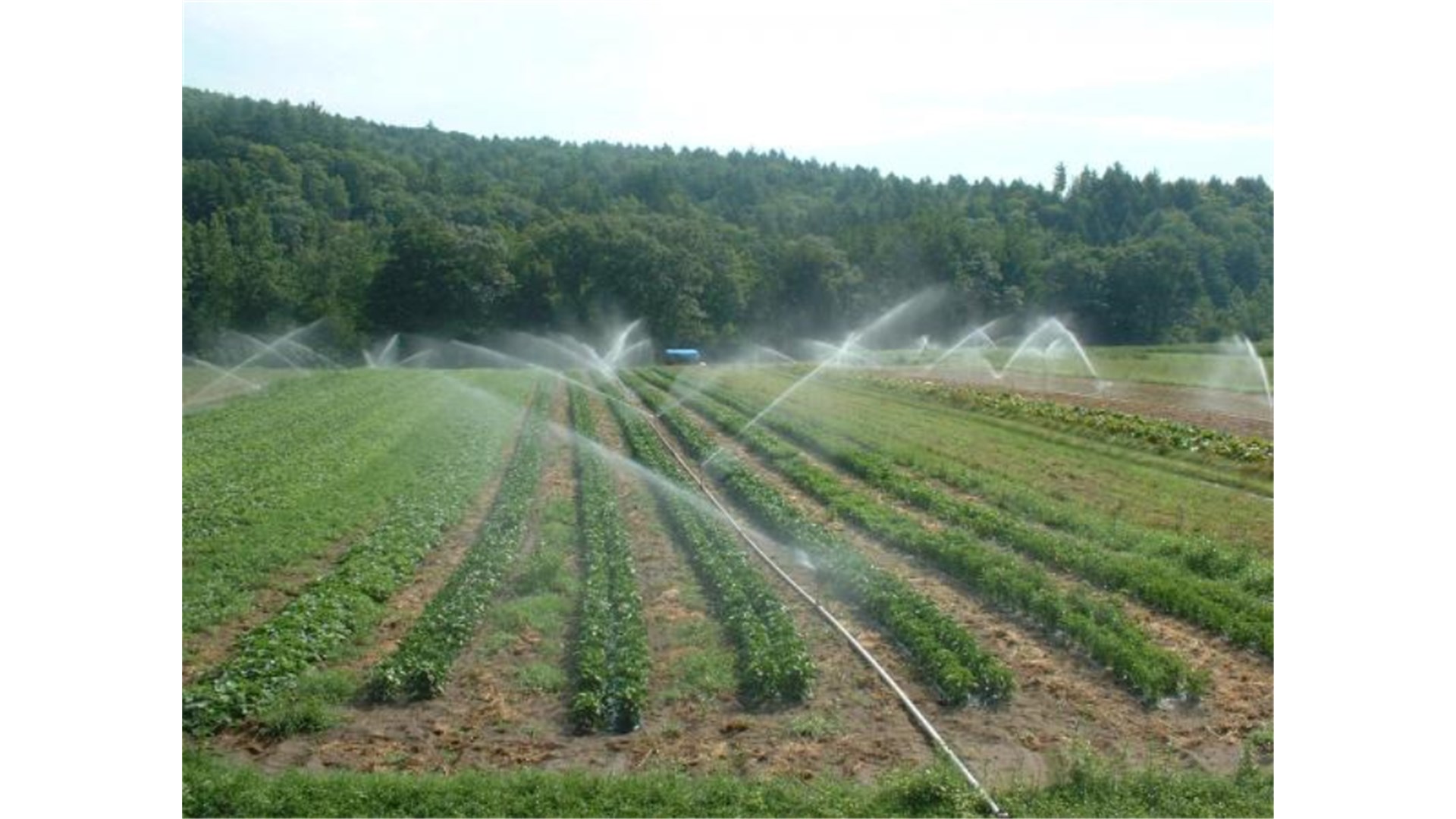 Splitsko-dalmatinska županija daje do 26.600 eura za sustave navodnjavanja 