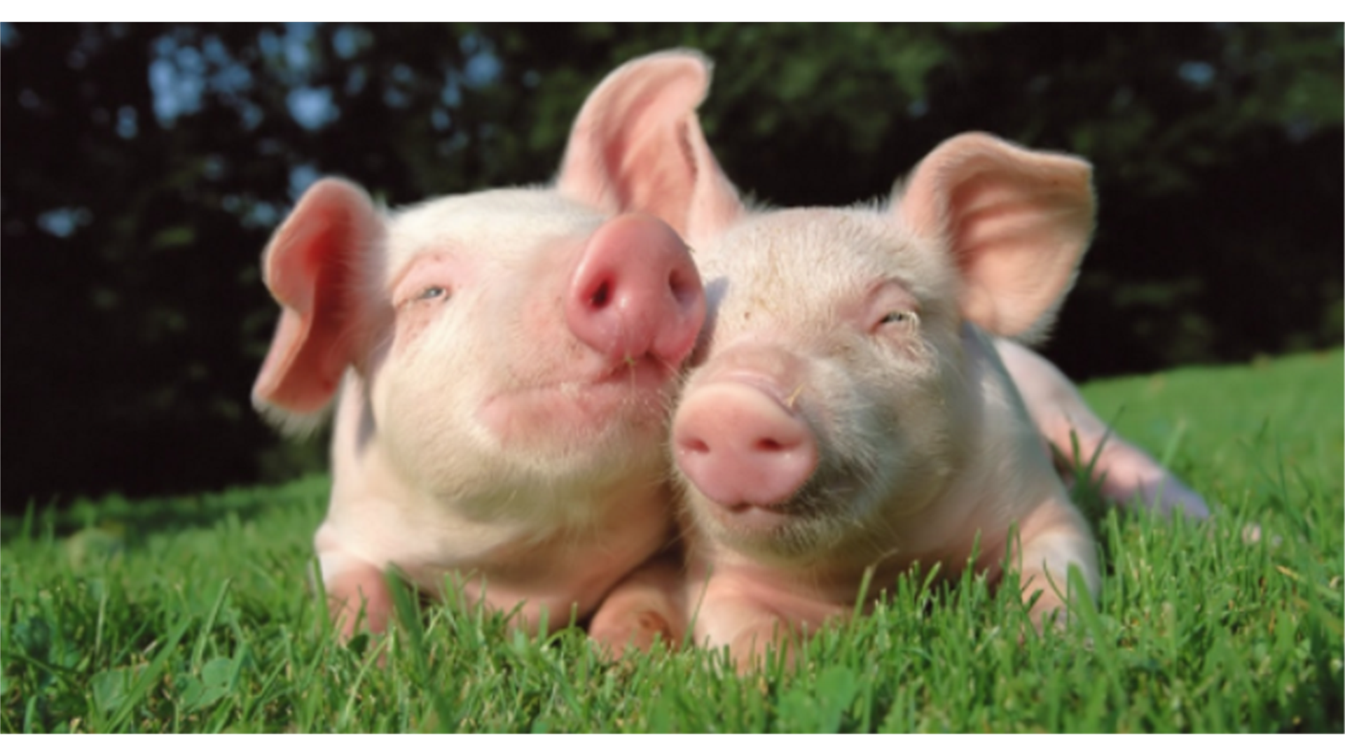 Potražnja za svinjetinom u Hercegovini raste, evo kolike će biti cijene