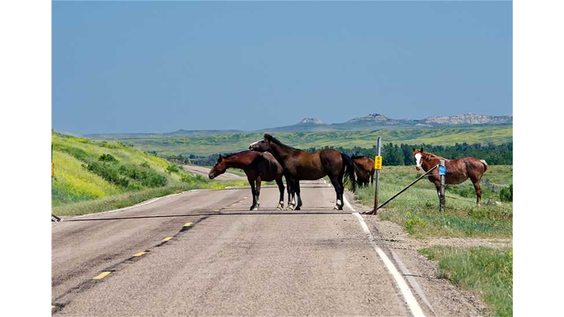 Livno: Počinje obilježavanje divljih konja GPS ogrlicama