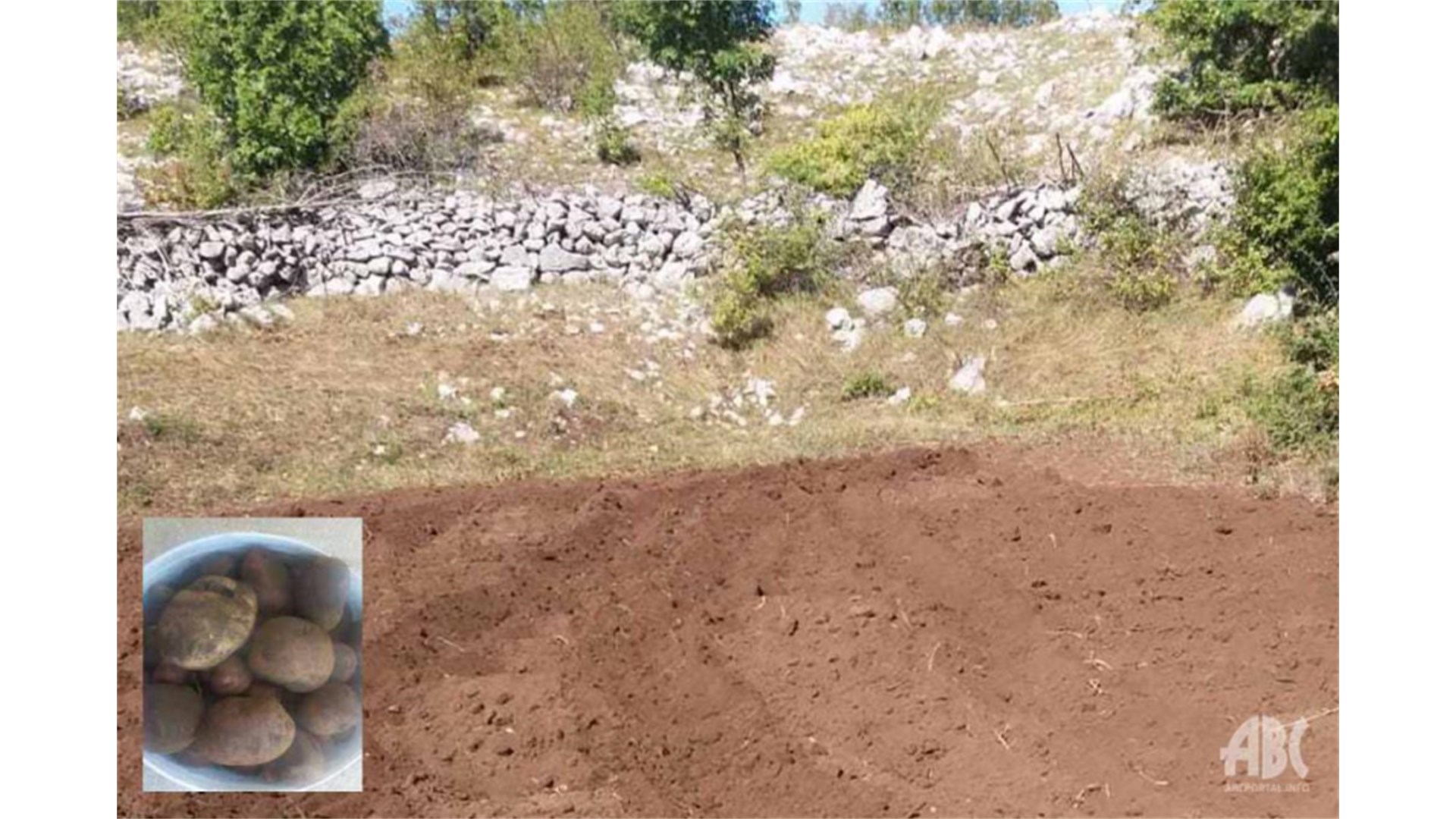 Lopovi im povadili stotine kilograma krumpira