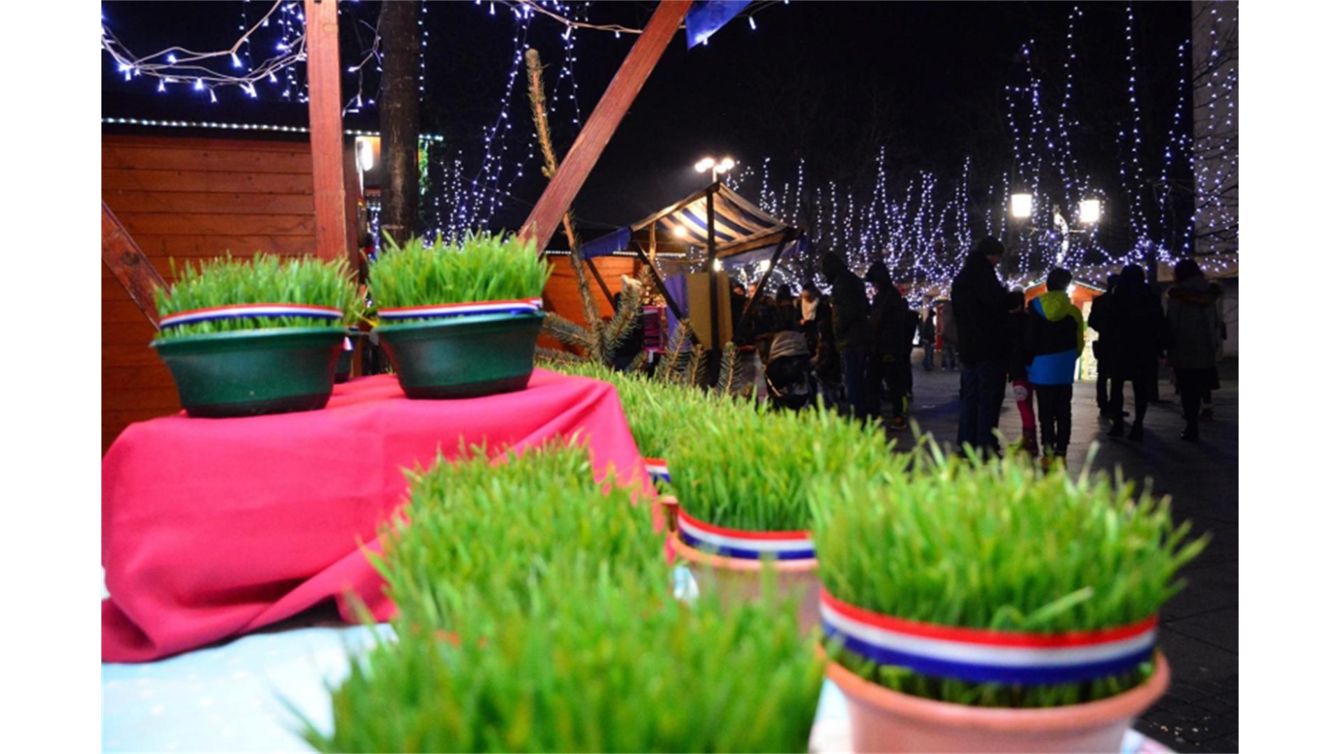 Jeste li posijali božićnu pšenicu? Danas vjernici štuju svetu Luciju