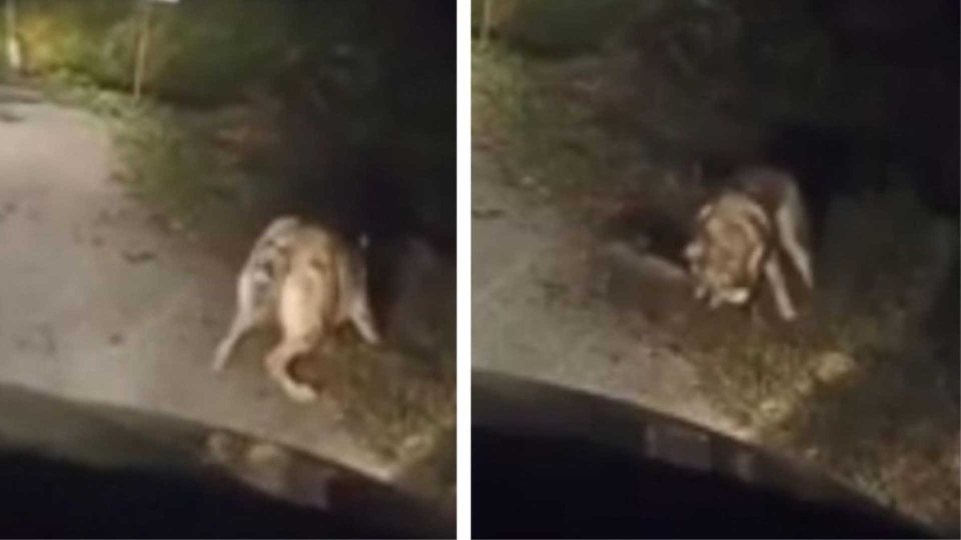 Zvijeri stigle blizu Hercegovine! 'Ovako svinje kolje vukopas, bit će toga sve više'