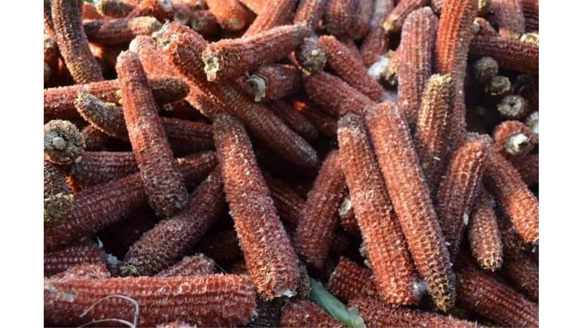 EU odobrila upotrebu GMO kukuruza u hrani