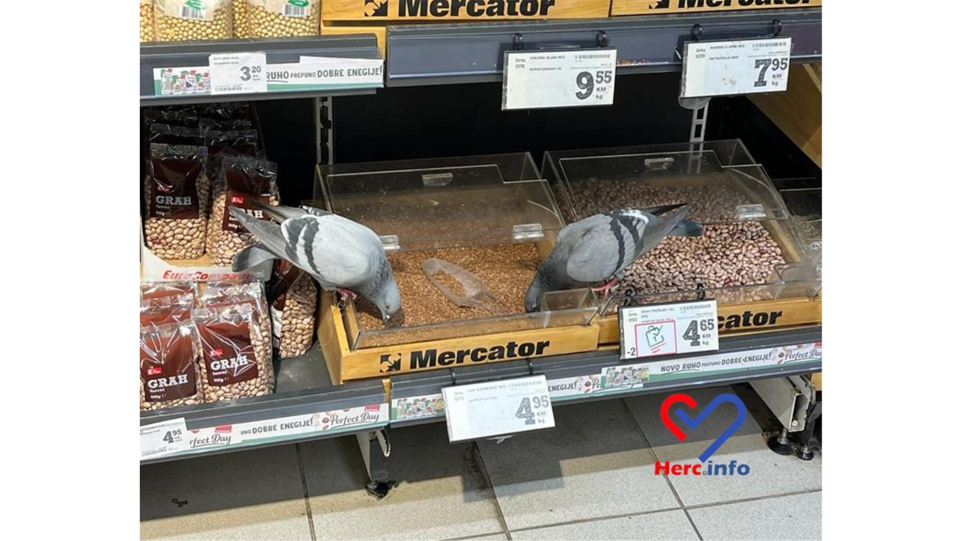 Čitatelj snimio golubove u mostarskom Mercatoru: Čistiji su od onih koji 'masiraju' jabuke