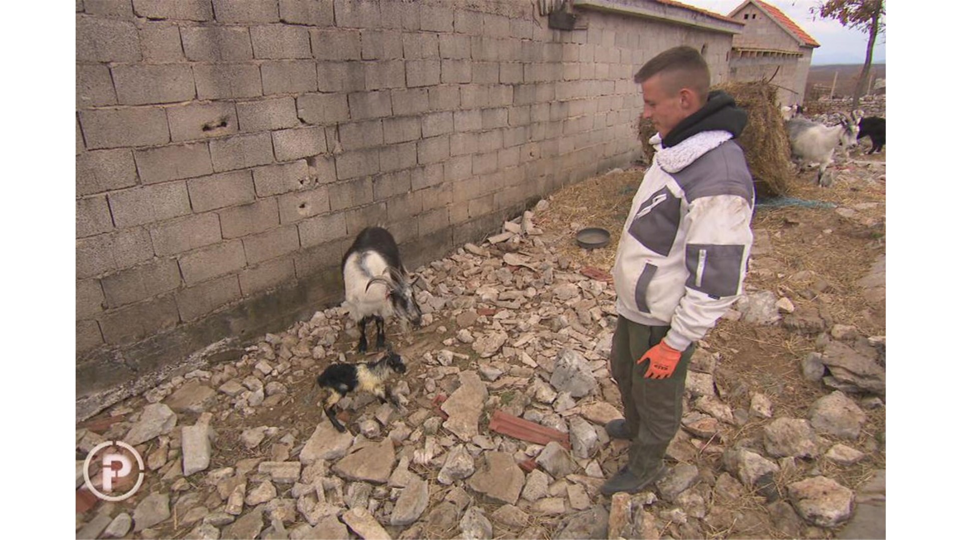 Kapa do poda za Marija Mijoča! Najveći farmer ima tek 17 godina, brine za 700 koza i jarića! I škola mu izišla u susret
