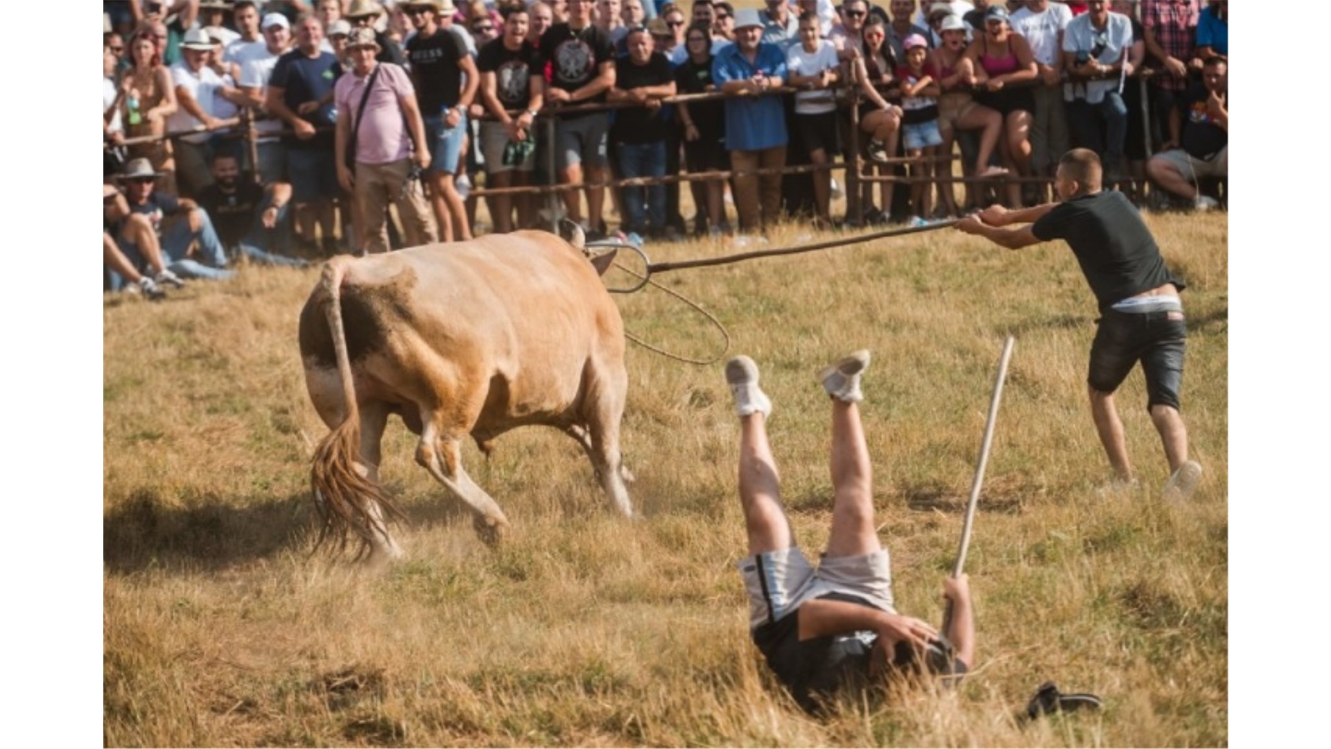 Ova fotografija kandidira za najbolju novinsku u jugoistočnoj Europi! Nastala kad je slavio bik Mesi, Benita Brajkovića