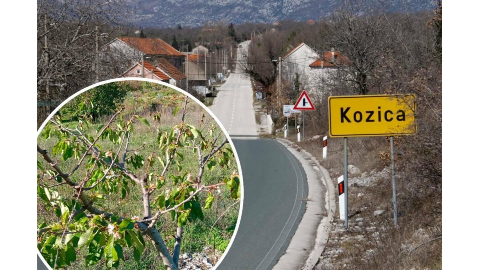 Ovo se ne pamti podno Biokova: Stari kažu, ako voćke procvjetaju na jesen, zima će biti jaka i duga