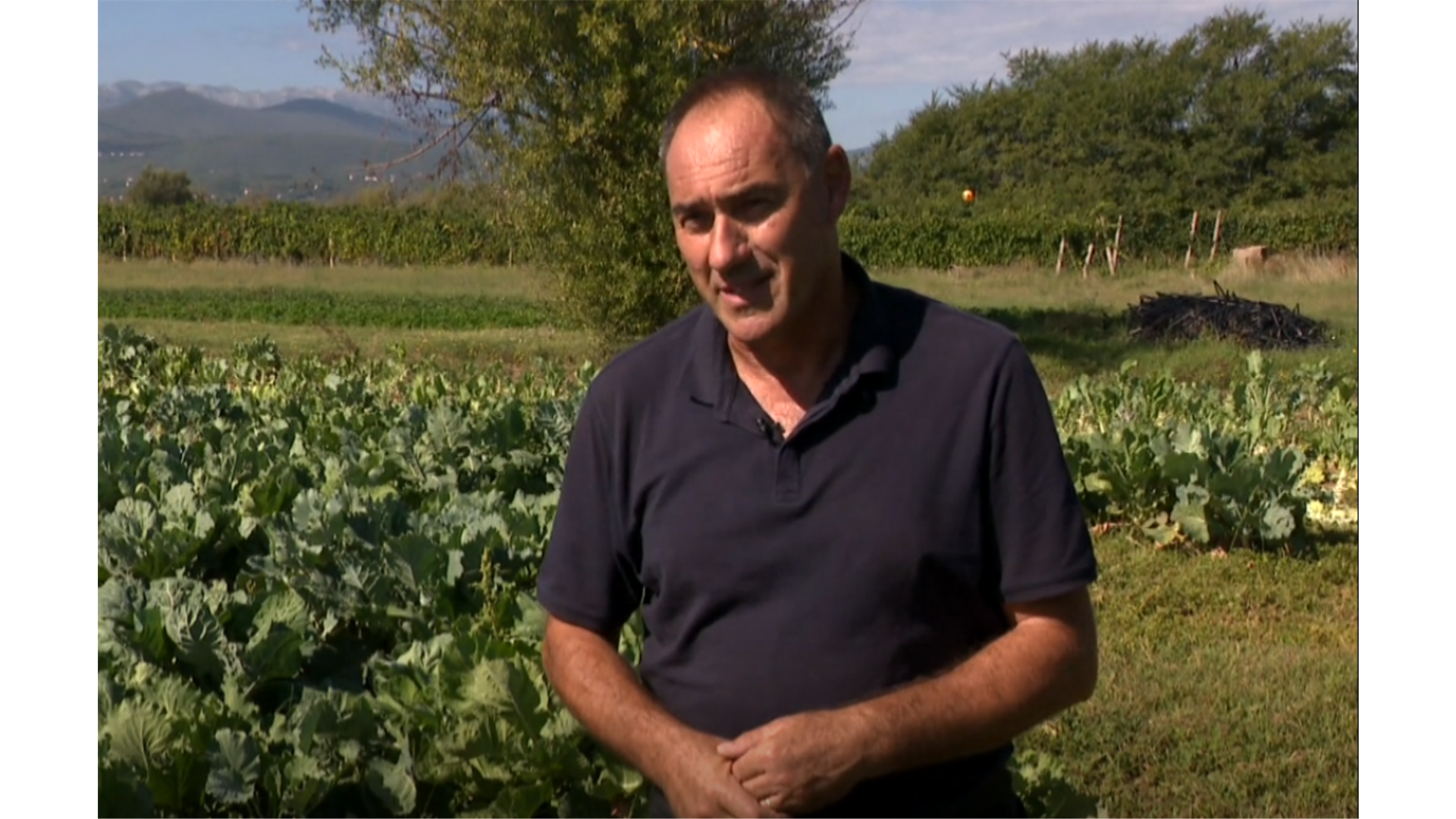 Sezona je raštike, Teo Klapirić iz Vinjana među najvećim uzgajivačima u Hrvatskoj
