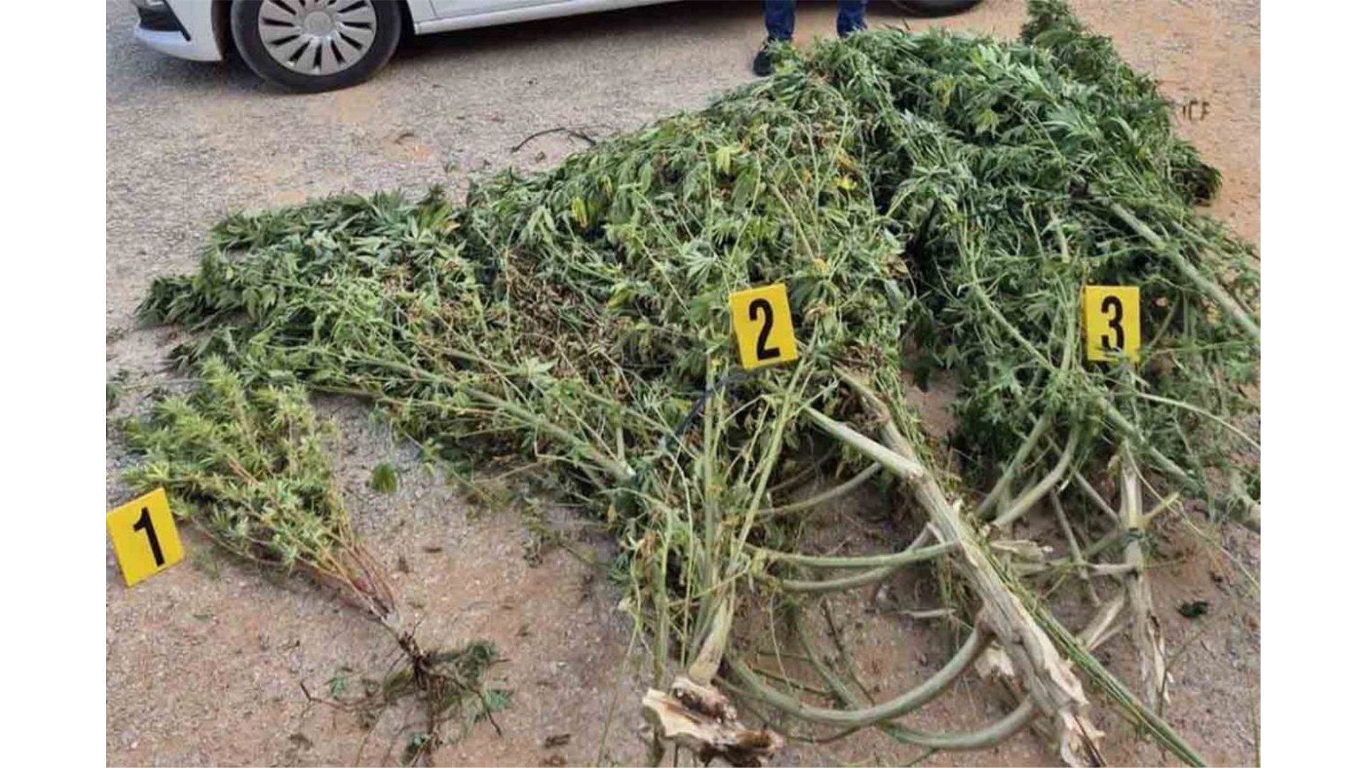 U plasteniku mu pronašli oko 50 kilograma marihuane