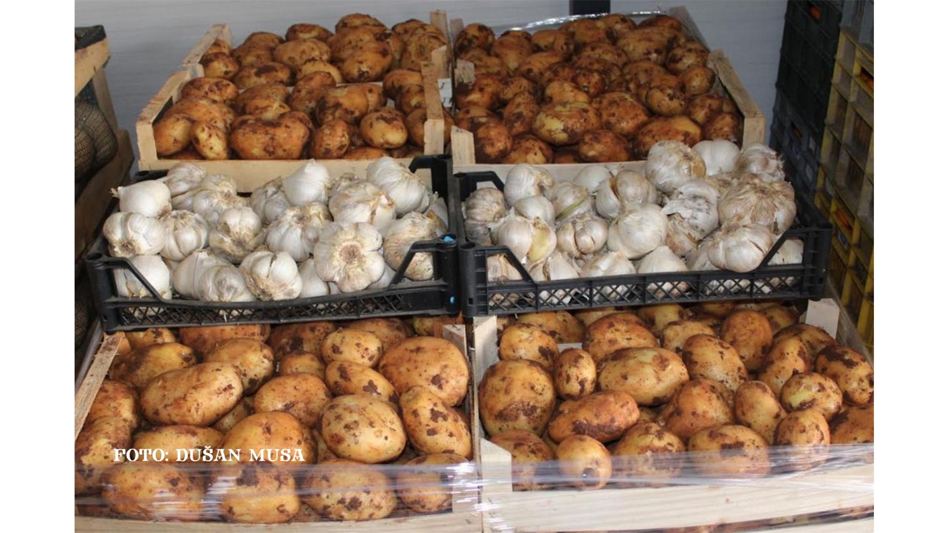 Grudski proizvod dominira na tržnici! Najveći luk je iz Sovića