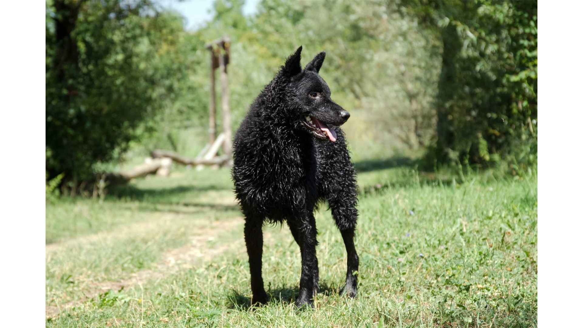 Hrvatski ovčar postao nematerijalno kulturno dobro