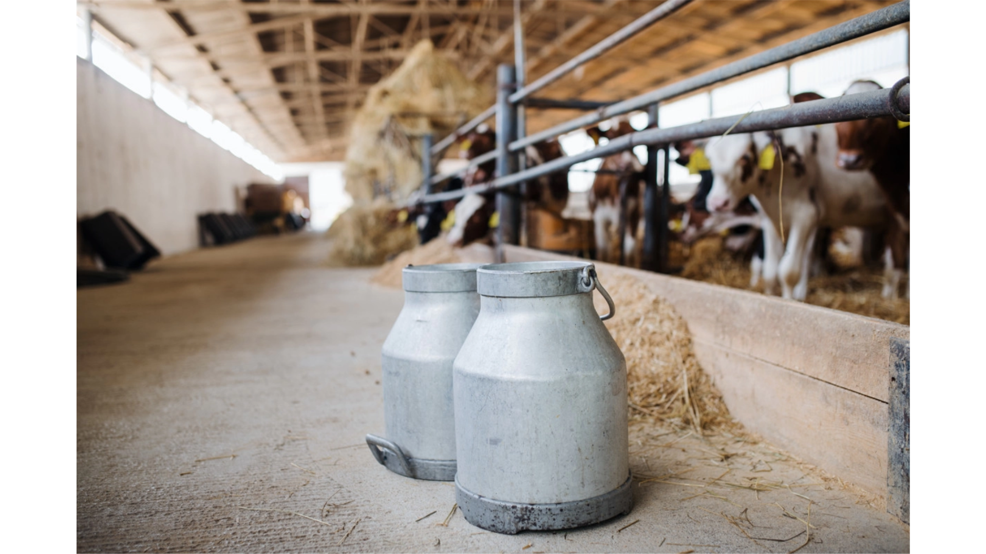 FARMERI OČAJNI Morali smo proliti stotine litara mlijeka, već danima nitko nije očistio ceste od snijega