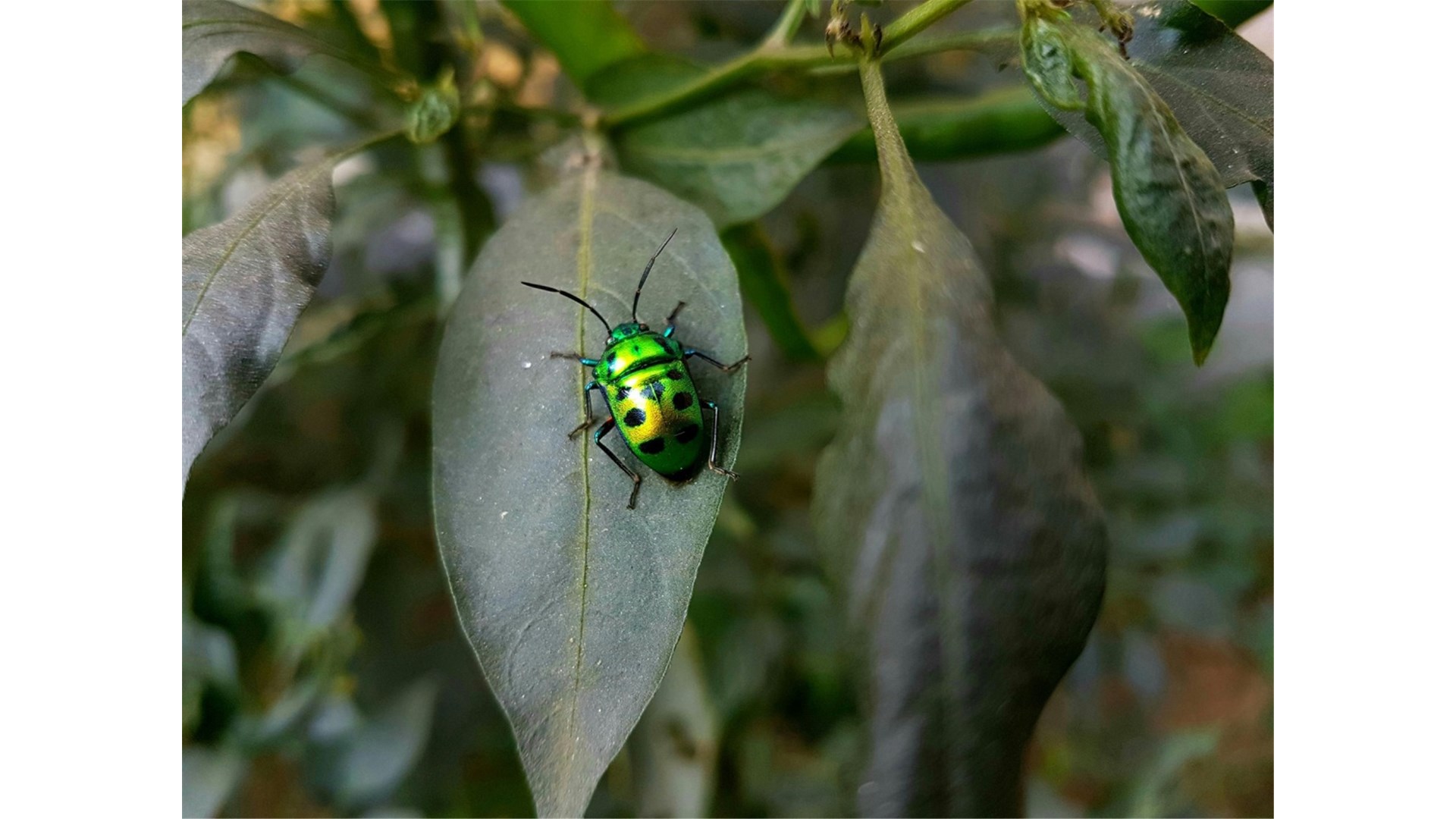 Zastrašujuće upozorenje doktora Varona: 'Kukci su odjednom nestali'