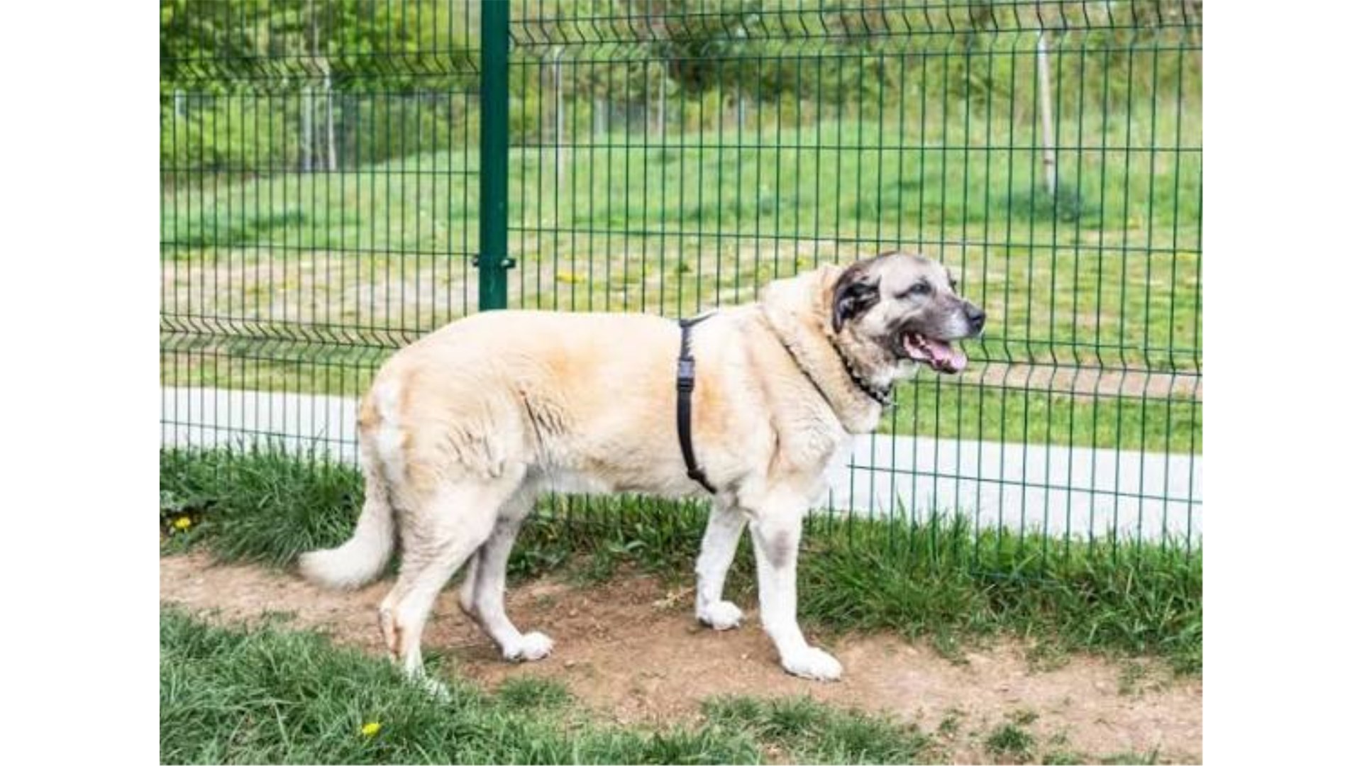 Pas kangal rastrgao muškarca, susjedi svjedočili drami