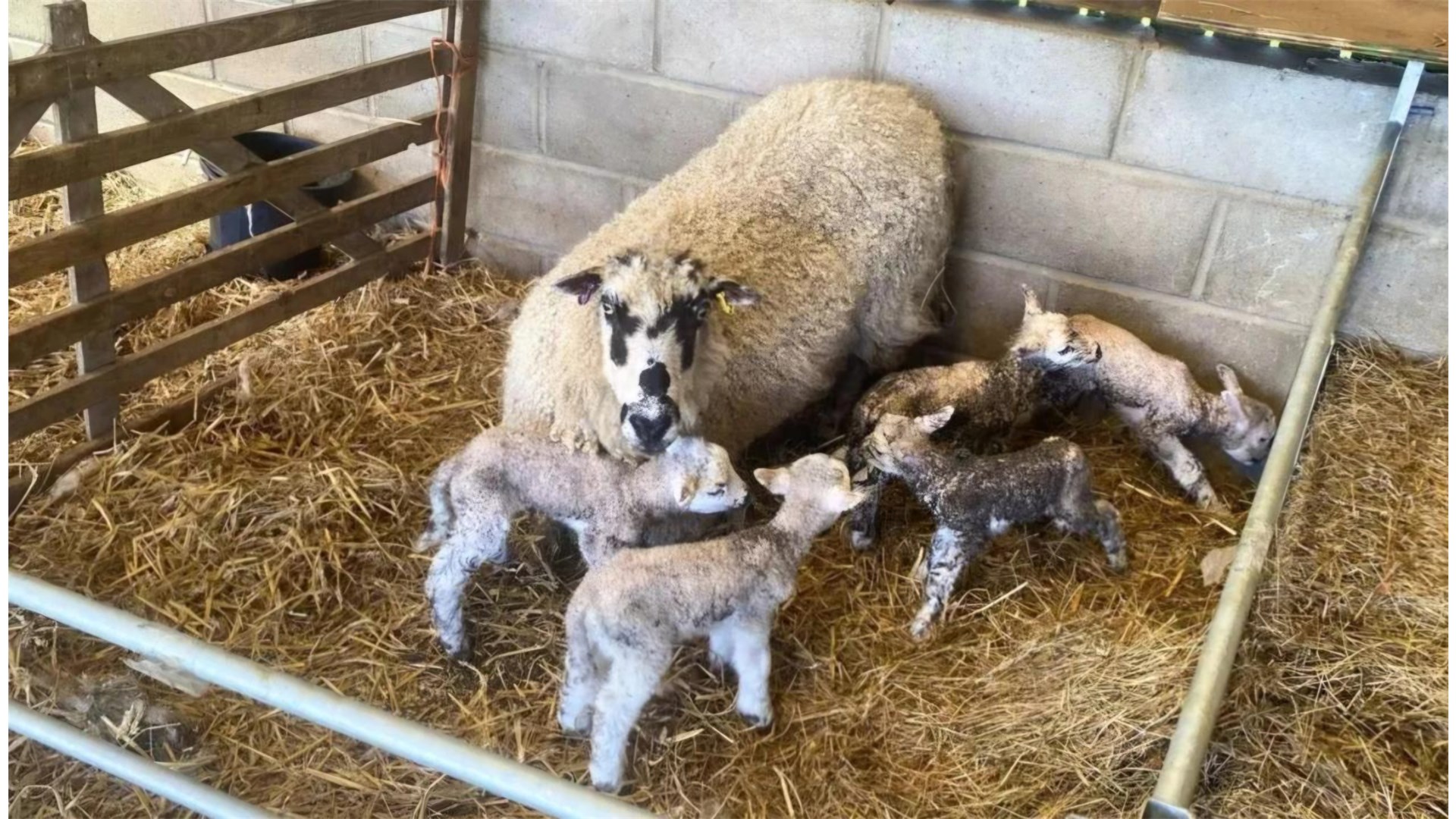 Ovca ojanjila petero janjadi