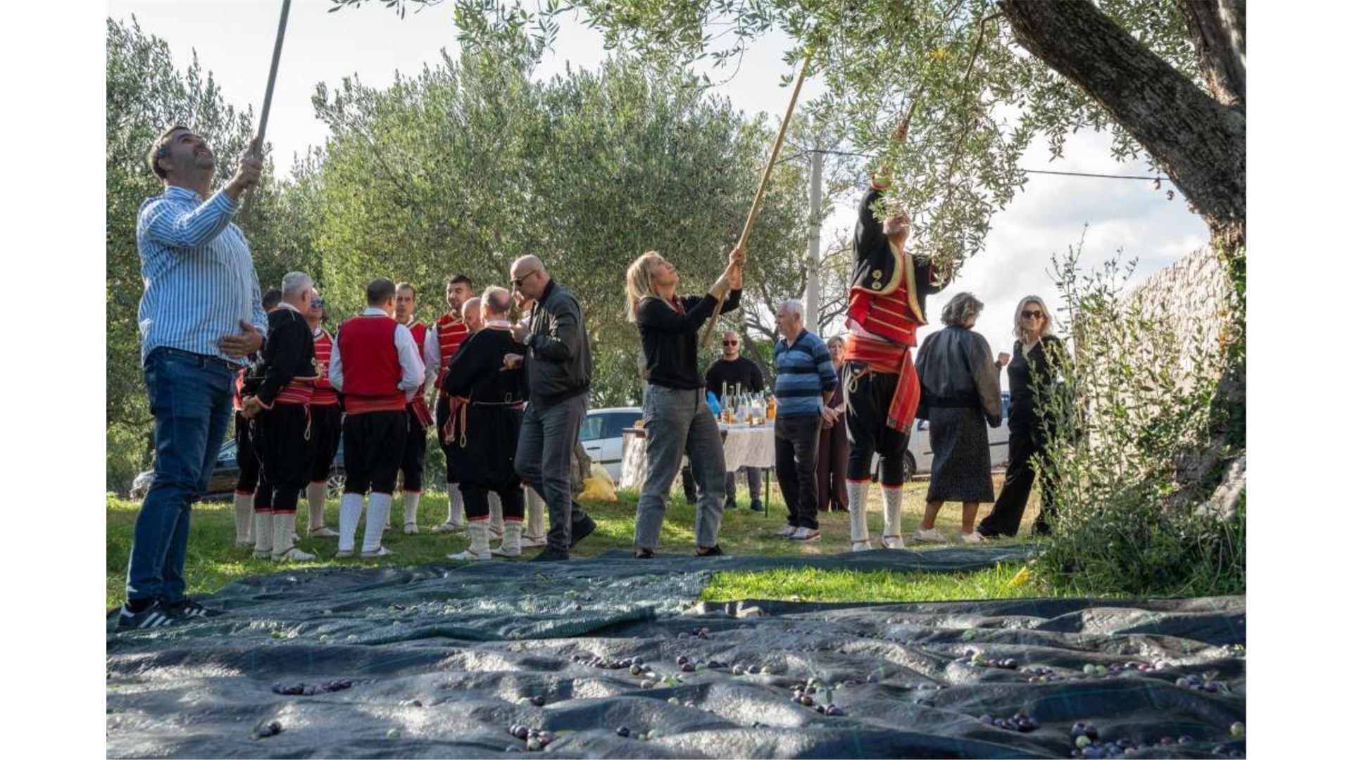 Zatvoreni ''Dani berbe maslina u Hercegovini'': Prezentirano tradicionalno branje i prerada ulja